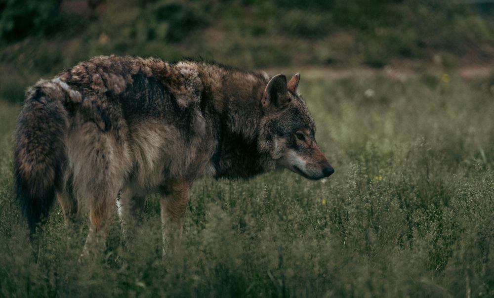 Jägarexamen intensivkurs - snabb väg in i jaktens värld
