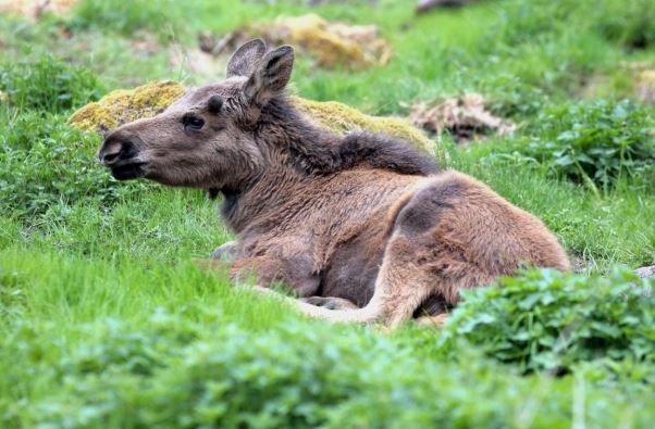 Moosepark  nära möten med skogens konung i småland
